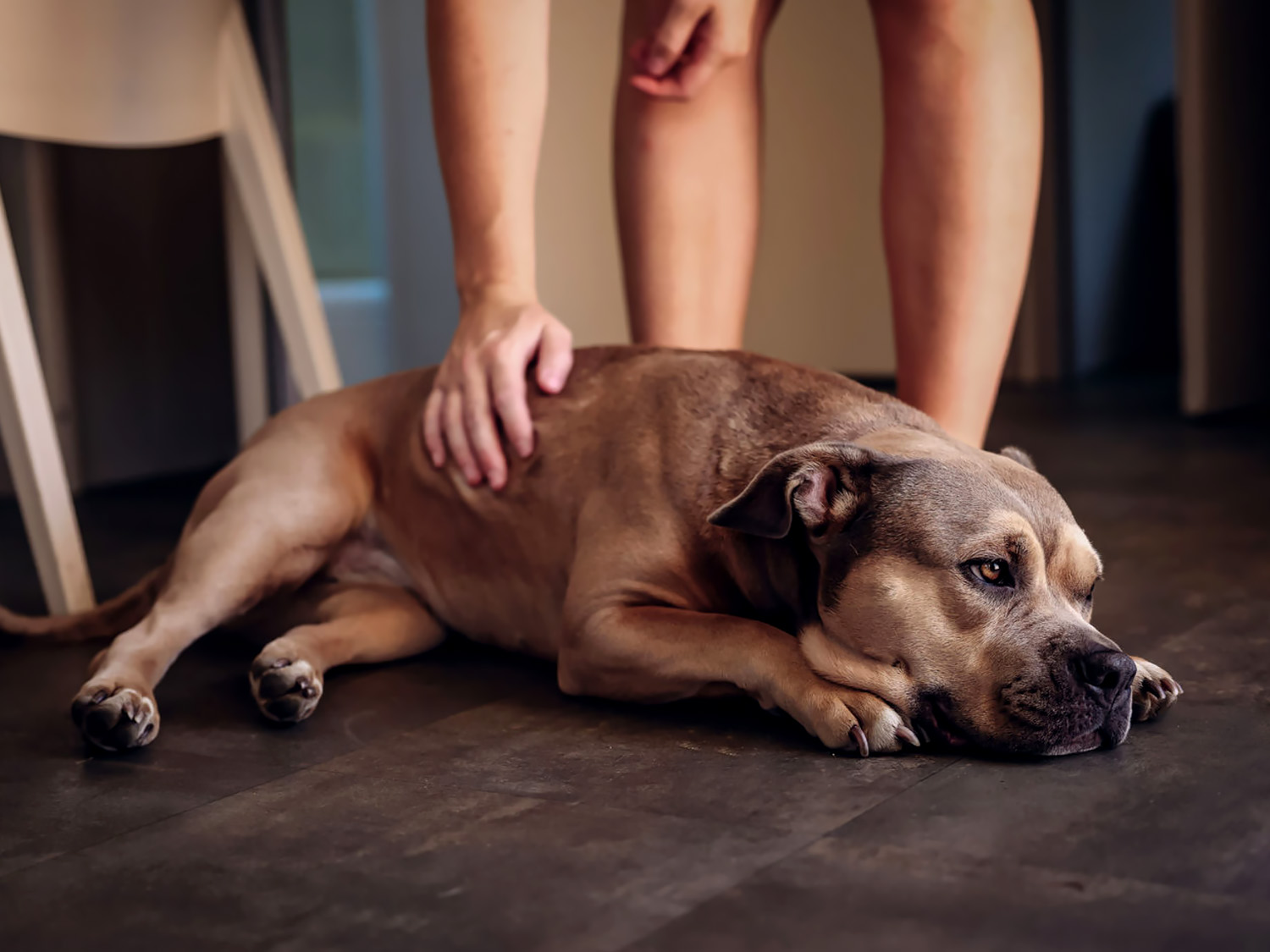 Informations sur les animaux de compagnie dans les hébergements The Holiday Home